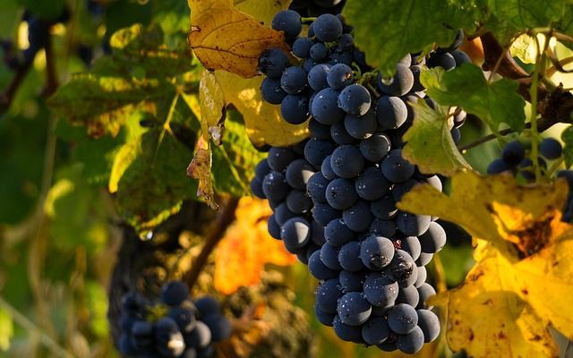 земеделие - 42586 предложения